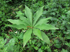 Lilium tsingtauense