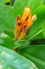 Chamaecostus lanceolatus