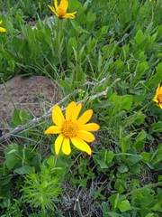 Verbesina pedunculosa