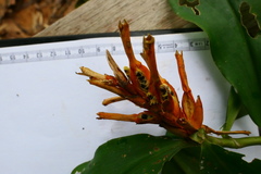 Chamaecostus lanceolatus