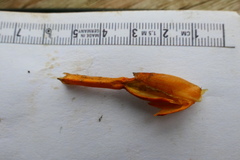 Chamaecostus lanceolatus