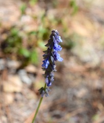 Salvia helianthemifolia