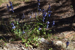 Salvia helianthemifolia
