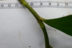 Chamaecostus lanceolatus