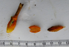 Chamaecostus lanceolatus