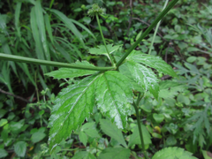 Sanicula chinensis