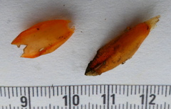 Chamaecostus lanceolatus