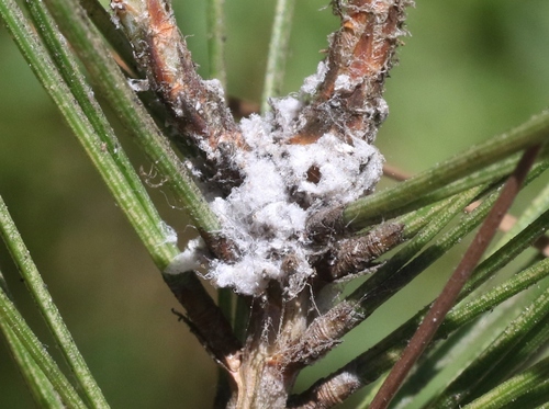 Pine Woolly-aphid
