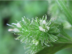 Sanicula chinensis