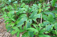 Chamaecostus lanceolatus