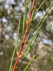 Hakea propinqua