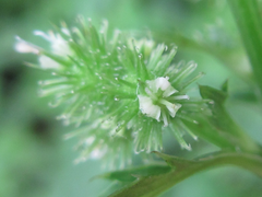 Sanicula chinensis