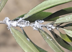 Euphyllura olivina