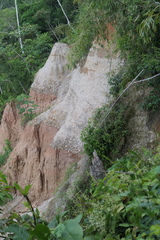 Chamaecostus lanceolatus