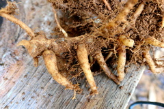 Chamaecostus lanceolatus