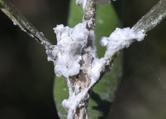 Euphyllura olivina