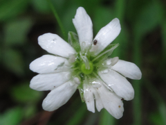 Silene seoulensis