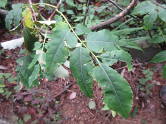 Picrasma quassioides