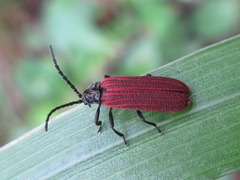 Benibotarus spinicoxis