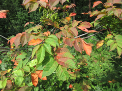 Toxicodendron trichocarpum