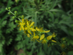 Agrimonia pilosa