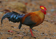 Sri Lanka Junglefowl photo 5