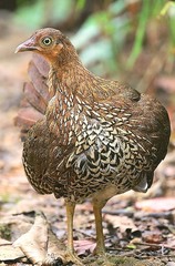 Sri Lanka Junglefowl photo 4