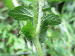 Agrimonia pilosa
