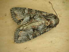 Apamea occidens