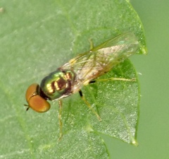 Microchrysa flavicornis