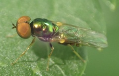 Microchrysa flavicornis