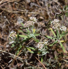 Gnaphaliothamnus salicifolius
