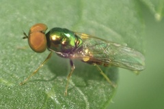 Microchrysa flavicornis