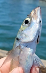 Trachurus symmetricus
