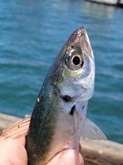 Trachurus symmetricus