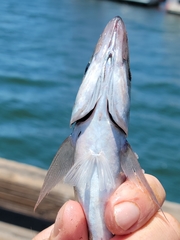 Trachurus symmetricus