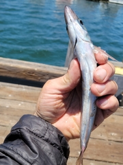 Trachurus symmetricus