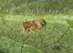Agalliina