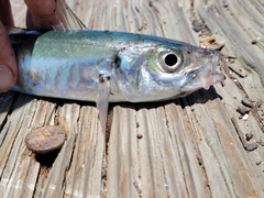Trachurus symmetricus