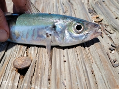 Trachurus symmetricus