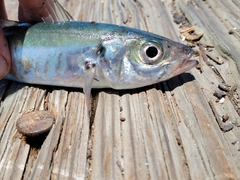 Trachurus symmetricus