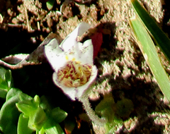 Diclis petiolaris