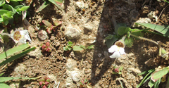 Diclis petiolaris