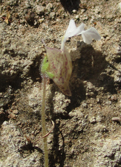Diclis petiolaris
