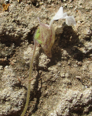 Diclis petiolaris