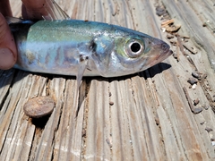 Trachurus symmetricus