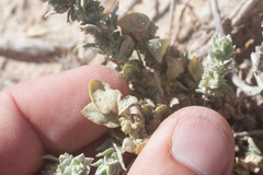 Atriplex fruticulosa