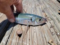 Trachurus symmetricus