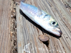 Trachurus symmetricus