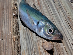 Trachurus symmetricus